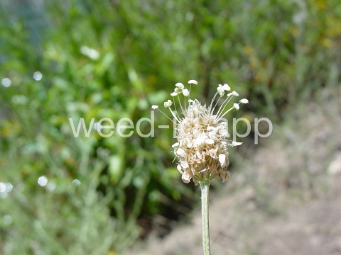 plantain, buckhorn